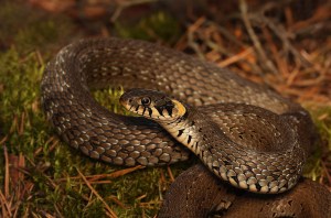 grass-snake Grass Snake