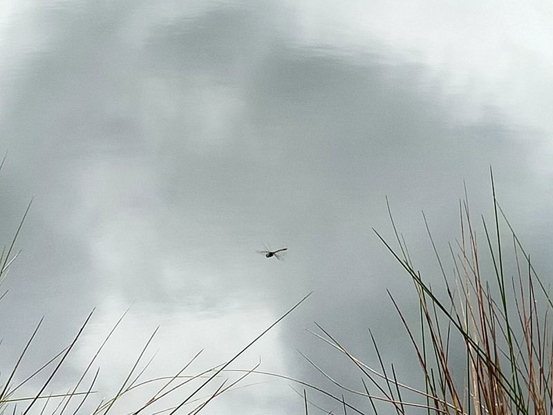 Dragonfly over the Moturau Lake