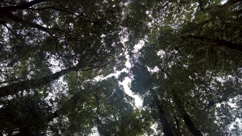 Canopy of Trees