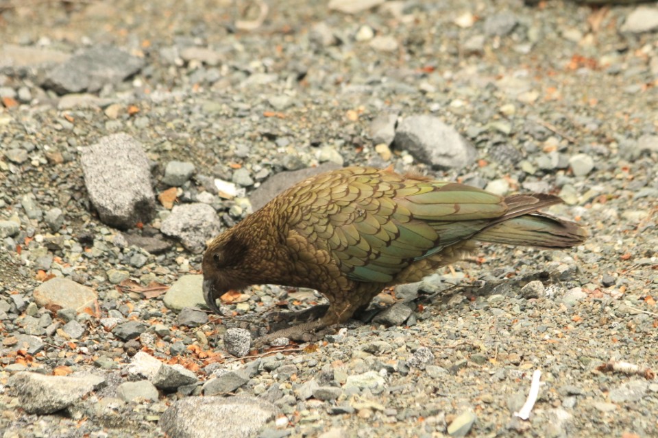 Kia at Darren Mountains Waterfalls rest stop