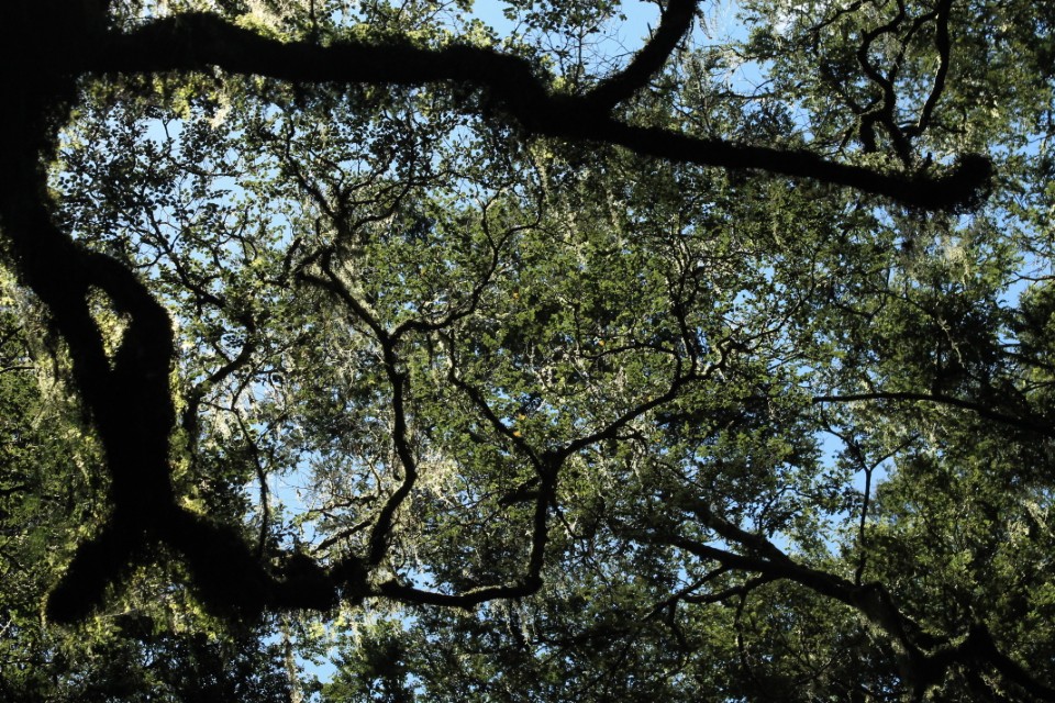 Trees on the path to the Chasm