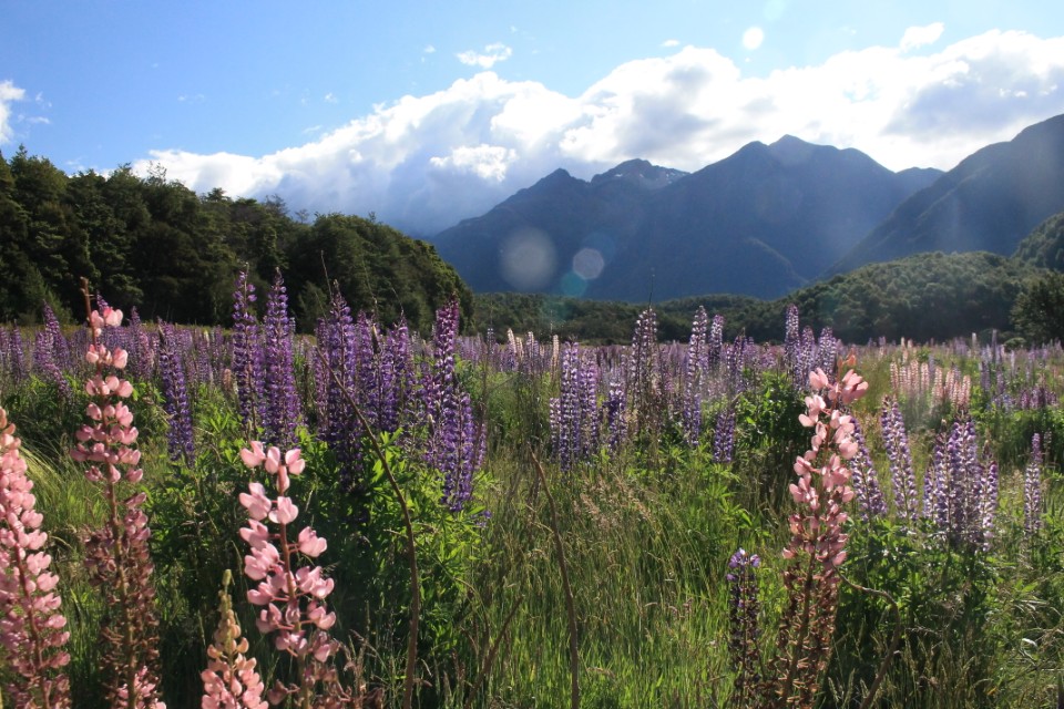 Lupins at Cascade Creek Campsite
