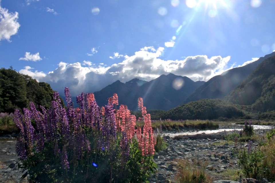 Lupins at Cascade Creek Campsite
