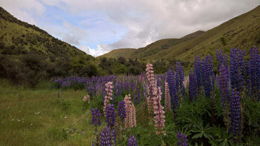 Lupins on the Crown Range Road